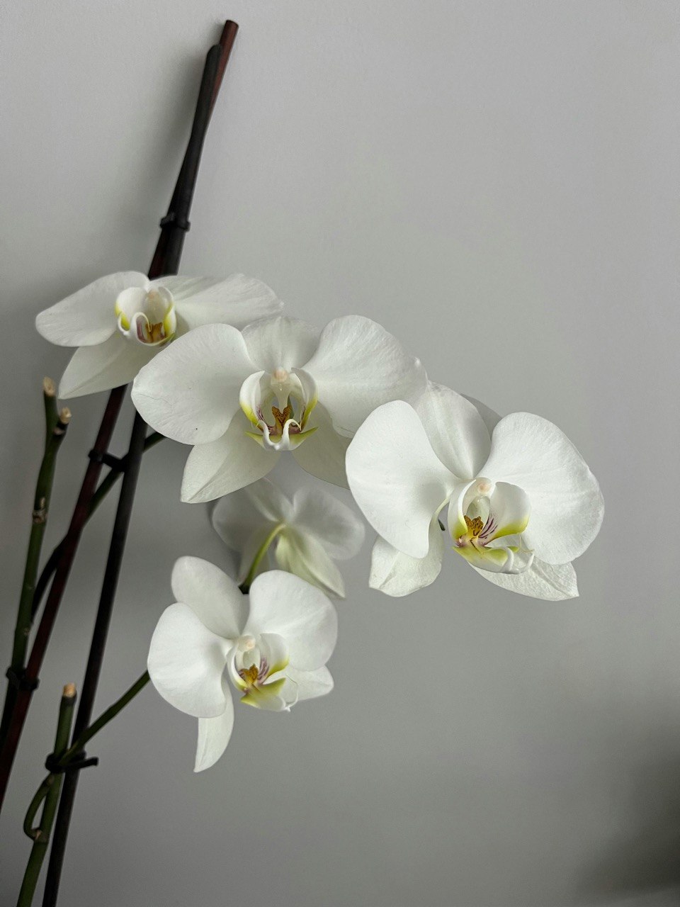 Orchid Care